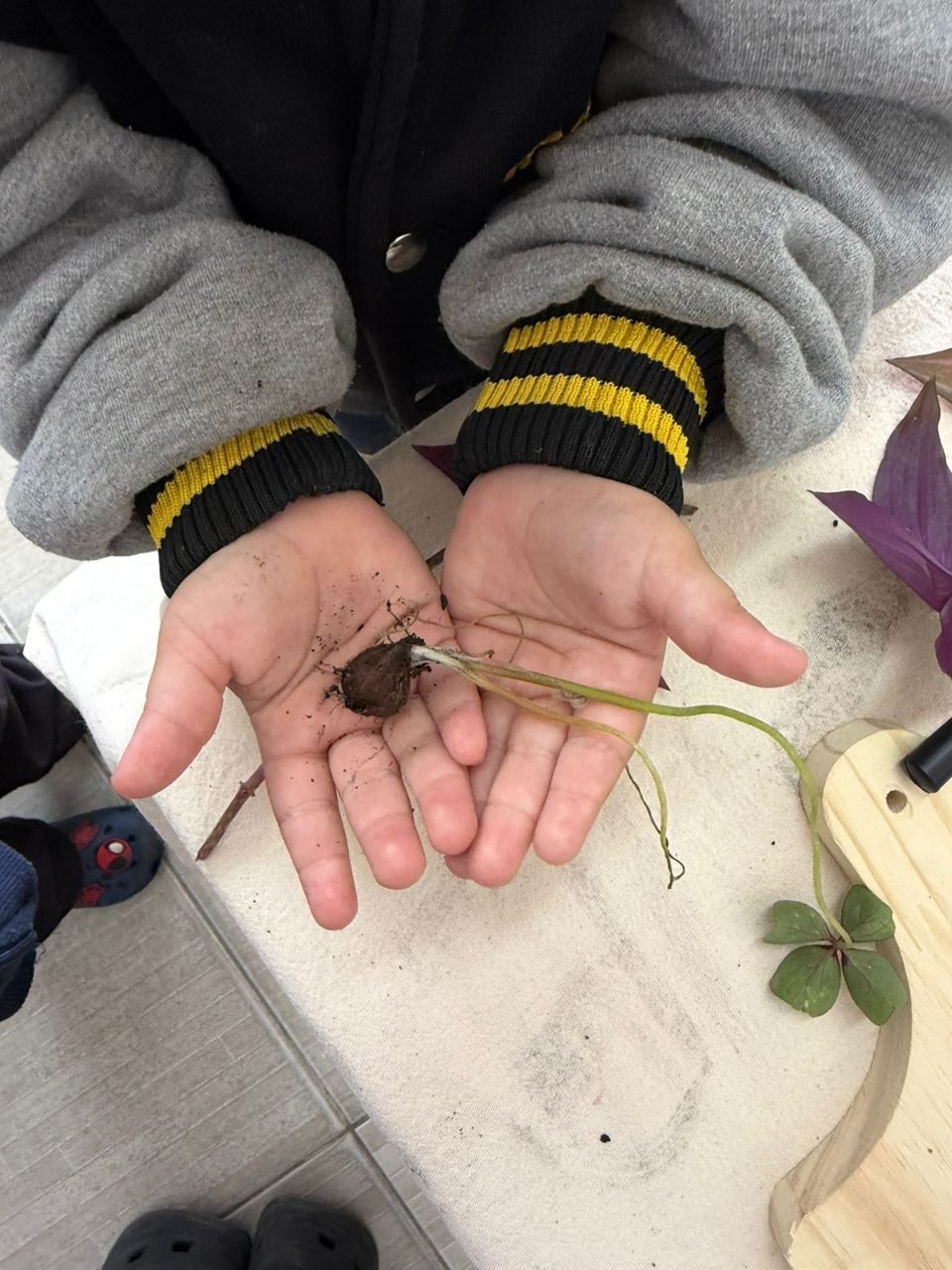 Mãos com terra e plantas